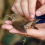 rákosník obecný (Acrocephalus scirpaceus)<br />